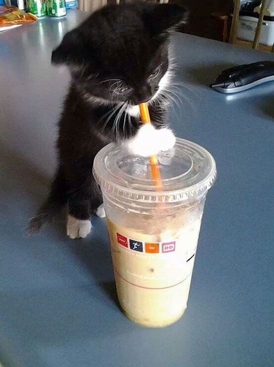 Kitten And Coffee