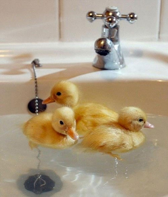 Little Ducks