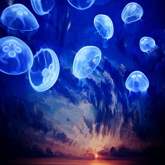 Jellyfish