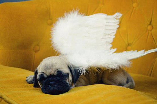 A Sleeping Angel