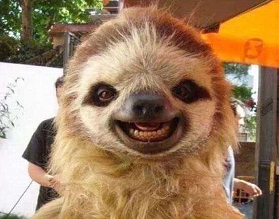 Laughing Sloth