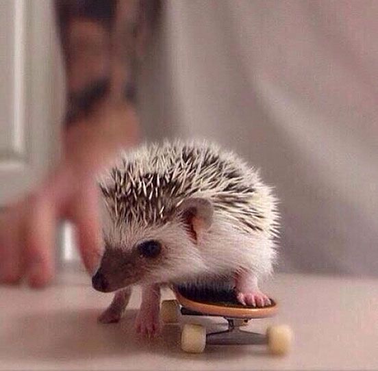 A Hedgehog On A Skateboard
