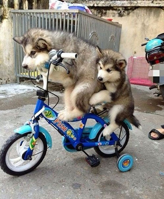 Training Wheels