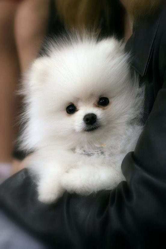 Fluffy!