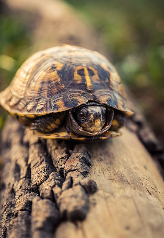 turtle