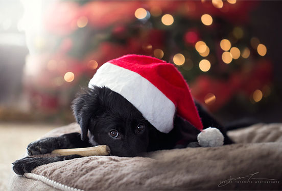 Christmas Puppy