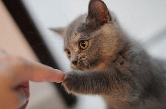 Fist Bump