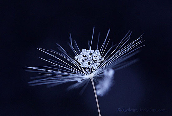 Frozen Beauty