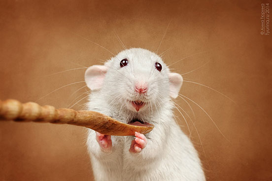 Ratatouille
