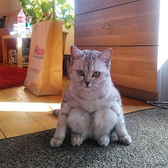 I’ve Never Seen A Cat Sit Like This Before