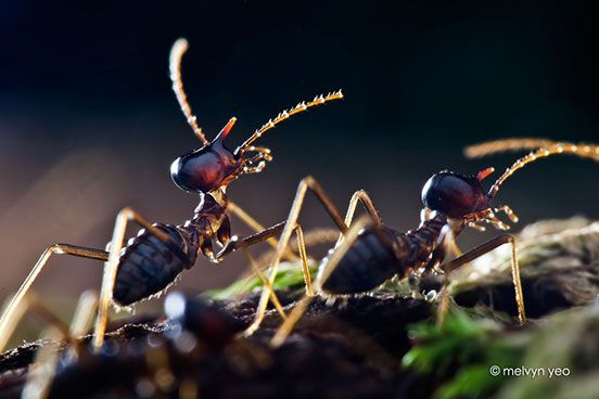 Nasutitermitinae Termite Soldier