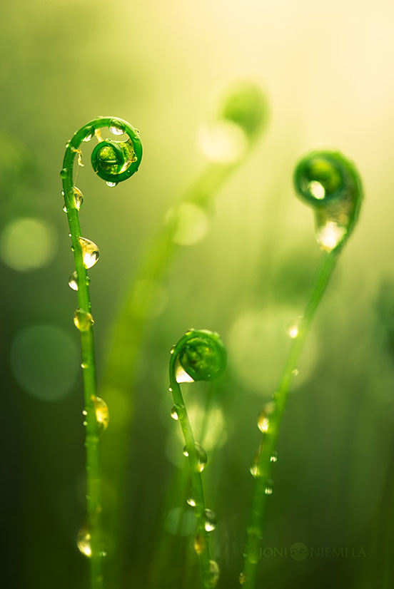 Rising Ferns