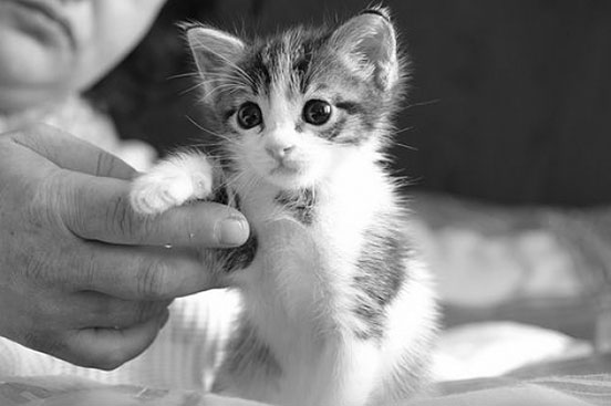 Kitty Manicure