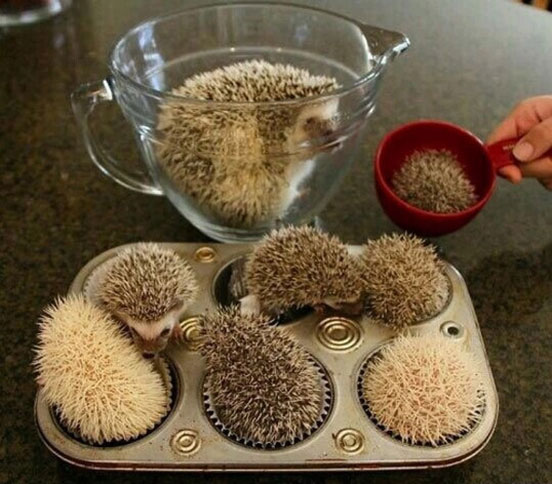 Hedgehogs