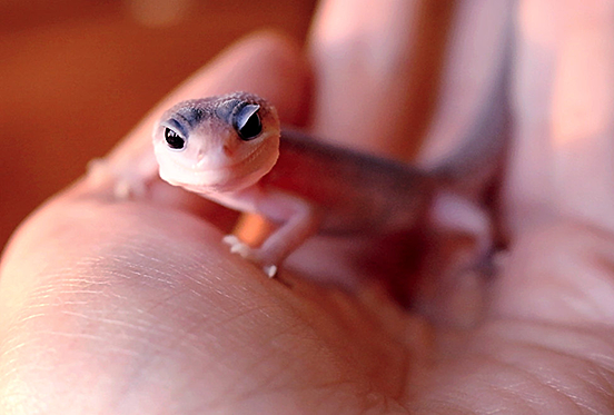 The Cutest Snoot