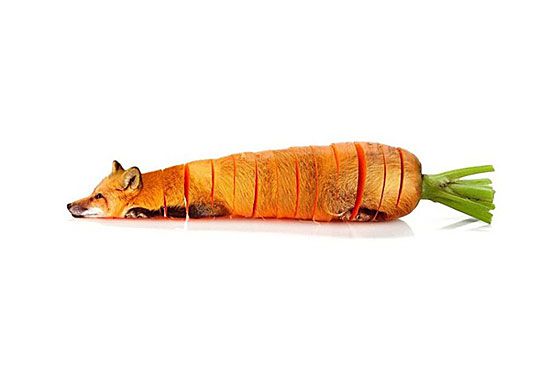 Fox