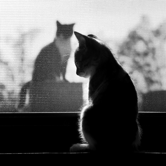 Marsha and The Visitor