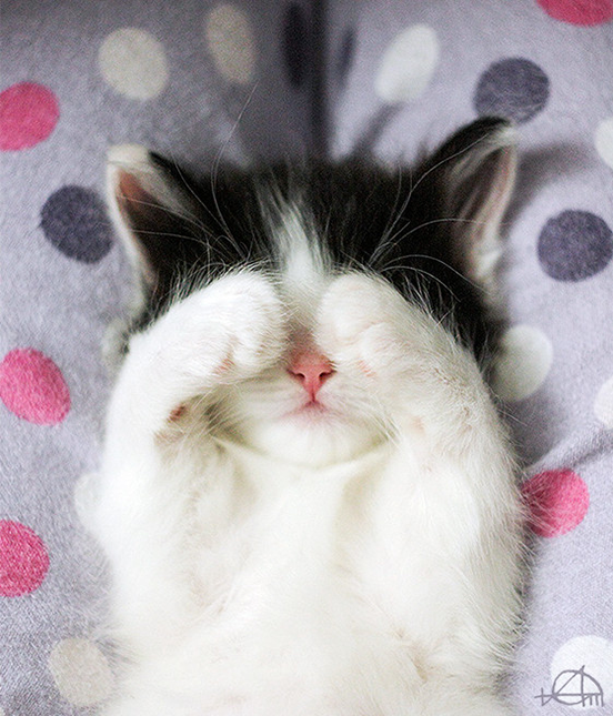 Paw