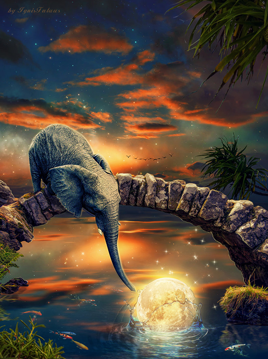 A Little Elephant
