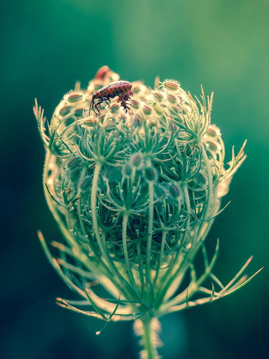It’s A Bug’s World