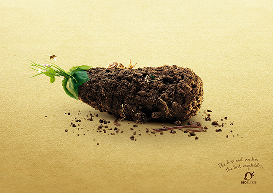 Eggplant