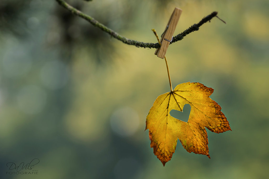 Autumn Dream