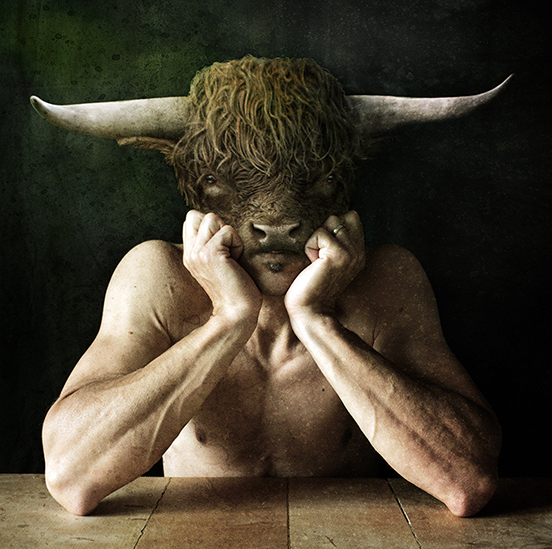 Cow