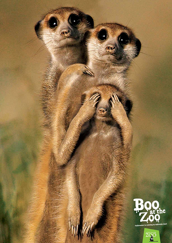 Meerkats