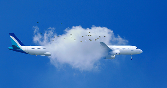Fly