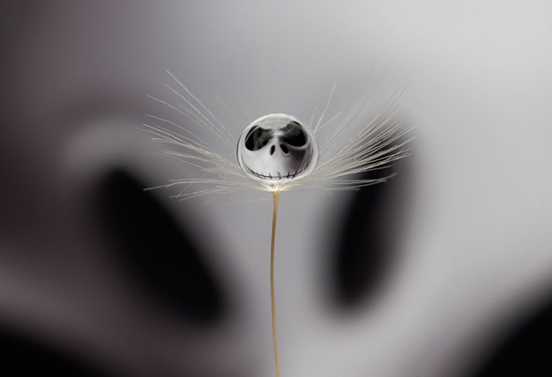 Jack Dandelion
