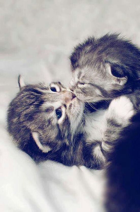 Kitty kisses