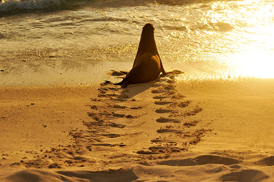 Sunset Sea Lion Re-Entry – Galapagos
