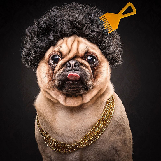 It’s A Pug Life