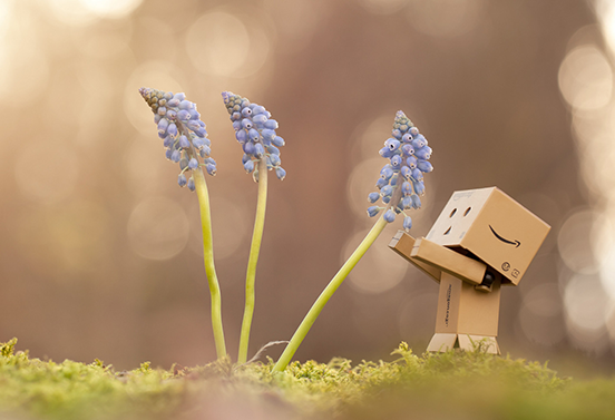 Danbo & Three Winter Flowers