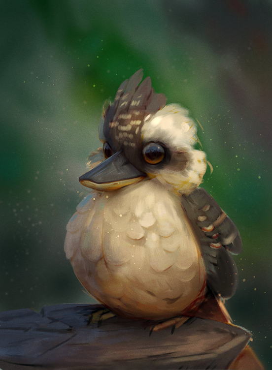 Kookaburra