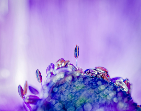 On Anenome Hill