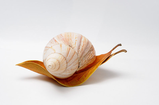 Nueva Especie