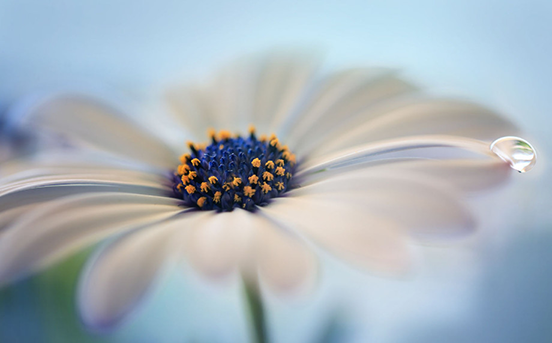 Flower by Jarmila Vymazalová