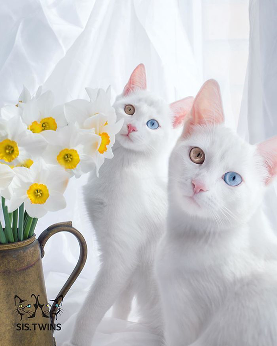 Beautiful Twin Cats